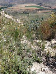 Anginon difforme