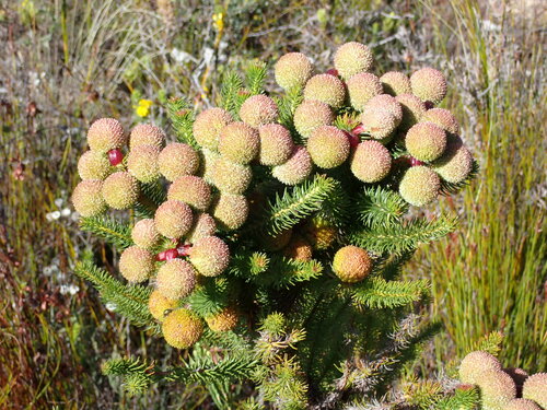 Image of Berzelia galpinii by (c) Ren Hoekstra, some rights reserved (CC BY)