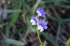 Nemesia affinis