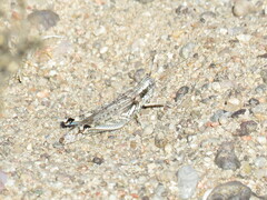 Melanoplus complanatipes