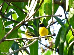 Euphonia affinis