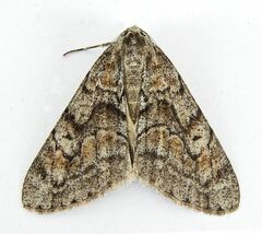 Galenara lixarioides