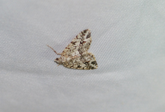Macaria graphidaria