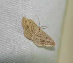 Scopula umbilicata