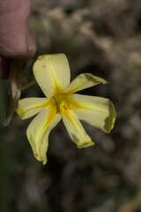 Moraea collina