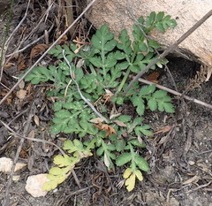 Lichtensteinia interrupta