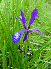 Iris reichenbachiana