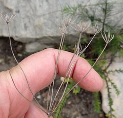 Lichtensteinia interrupta