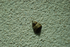 Cobubatha lixiva