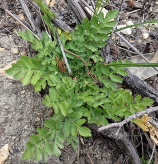 Lichtensteinia interrupta