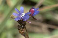 Nemesia affinis