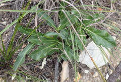 Lichtensteinia trifida