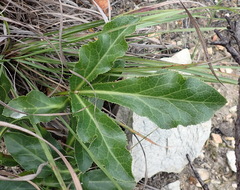 Lichtensteinia trifida