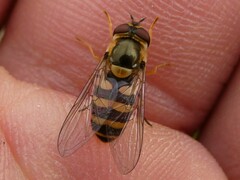 Syrphus rectus