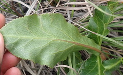 Lichtensteinia trifida