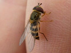 Syrphus rectus
