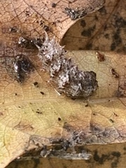Dasysyrphus