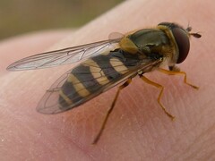 Syrphus rectus