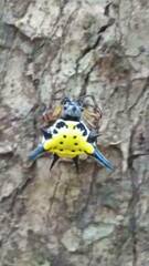 Macracantha hasselti