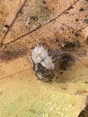 Dasysyrphus
