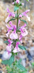Stachys grandidentata