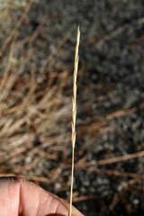 Thinopyrum obtusiflorum