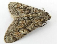 Galenara lixarioides