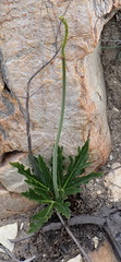 Lichtensteinia trifida
