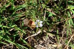 Geranium incanum
