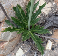 Lichtensteinia trifida