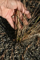 Thinopyrum obtusiflorum