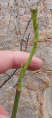 Lichtensteinia trifida