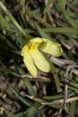 Moraea collina