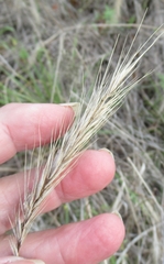 Elymus