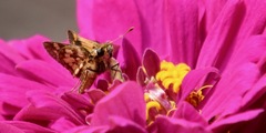 Polites peckius
