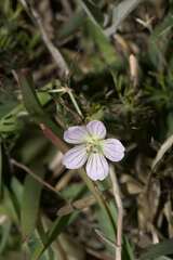 Geranium incanum