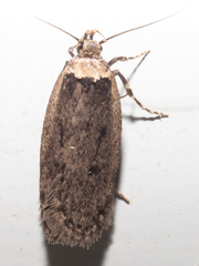 Leptocroca amydrosema