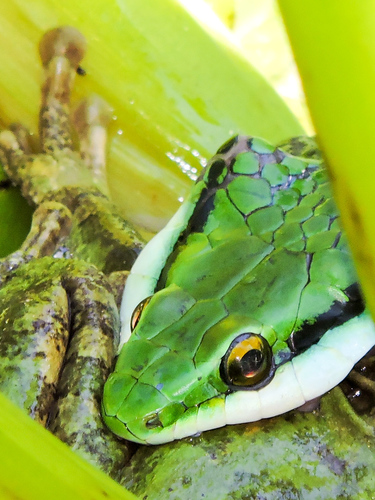 Pacific Coast Parrot Snake