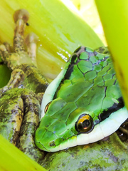 Leptophis diplotropis