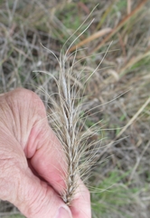 Elymus