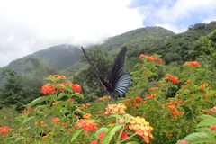 Papilio memnon heronus