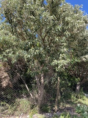 Tarchonanthus littoralis