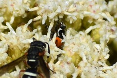 Hippodamia convergens