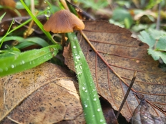 Pholiotina rugosa