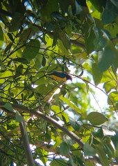 Euphonia luteicapilla