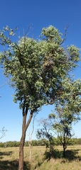 Eucalyptus melanophloia