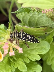 Placosternus erythropus