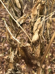 Asclepiadeae