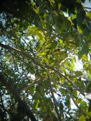 Euphonia luteicapilla