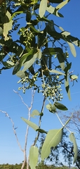 Eucalyptus melanophloia